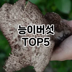 능이버섯 필수템! 이번 시즌을 위한 베스트 Top 5 능이버섯 추천!