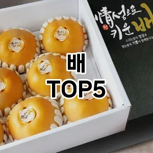 배 필수템! 이번 시즌을 위한 베스트 Top 5 배 추천!