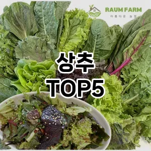 상추 필수템! 이번 시즌을 위한 베스트 Top 5 상추 추천!