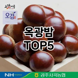 옥광밤 필수템! 이번 시즌을 위한 베스트 Top 5 옥광밤 추천!