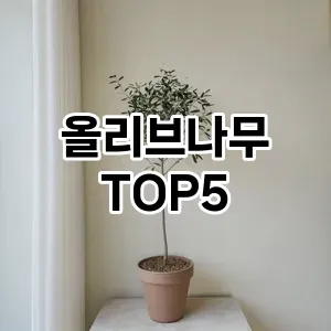 올리브나무 필수템! 이번 시즌을 위한 베스트 Top 5 올리브나무 추천!