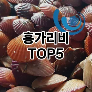 뜨거운 인기! 지금 꼭 필요한 홍가리비 TOP 5 추천